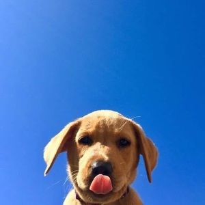 Meet your Posher, Preston